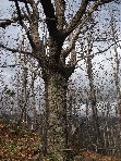rro di Portella Calanna-Quercus cerris 20101205 090